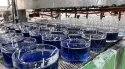Filling Production Line