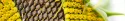 Sunflower Seeds