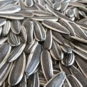 601 - Sunflower Seeds