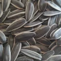 2399 - Sunflower Seeds