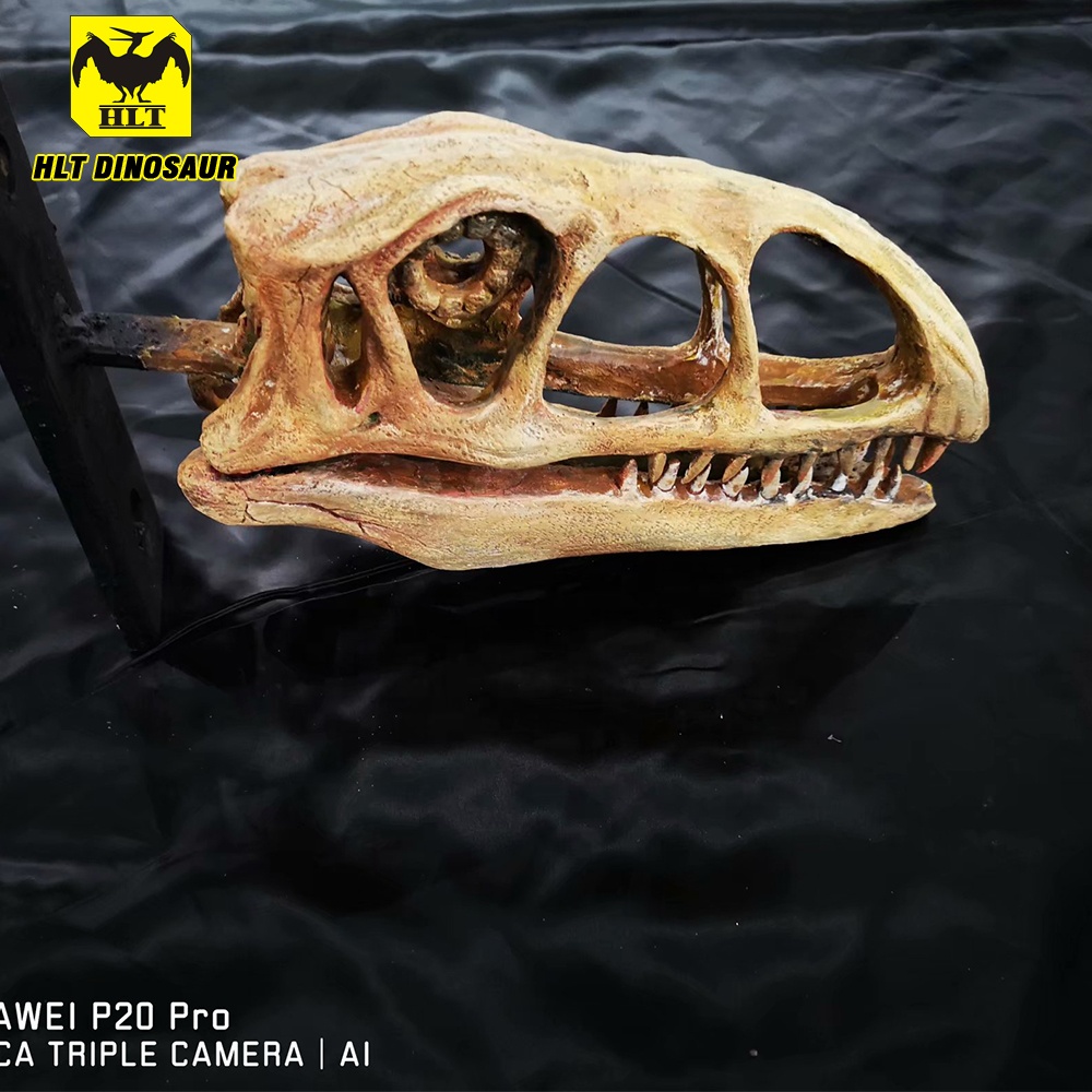 hot sale simulation dinosaur fossil head in amusement park