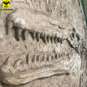 Huilongtang(HLT) simulation Mosasaur fossil plate